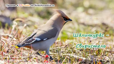 редкие птицы Чувашии | Wild Nature Photo