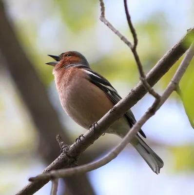 В Чувашии встречен новый для региона вид птиц - каравайка - ГТРК Чувашия
