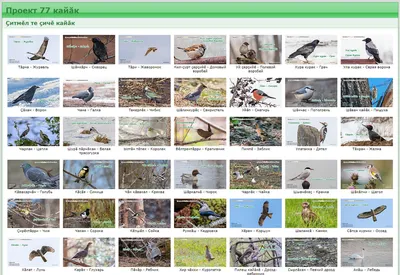 birdchuvashia — птицы — LiveJournal