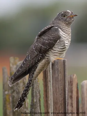 редкие птицы Чувашии | Wild Nature Photo