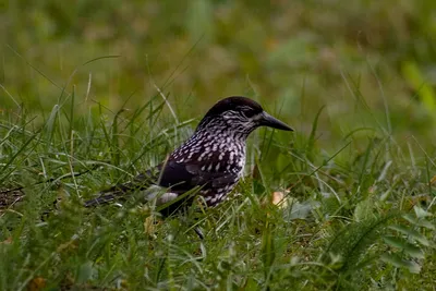 В Чувашии встречен очень редкий вид птиц - черный аист | Министерство  природных ресурсов и экологии Чувашской Республики