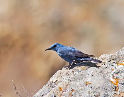 Птицы Дагестана · iNaturalist