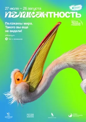В Дагестане открывается международная интерактивная фотовыставка  «Пеликантность. Пеликаны мира» | 27.07.2022 | Новости Хасавюрта - БезФормата
