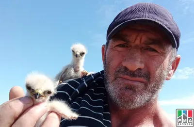Дагестанский фермер выхаживает диких животных и хищных птиц |  Информационный портал РИА \"Дагестан\"