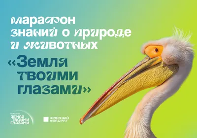 Птицы Дагестана: каменка-плясунья