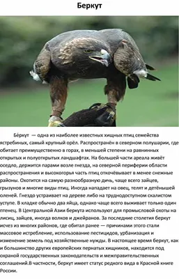 В Дагестане массово гибнут краснокнижные пеликаны: начата проверка -  TOPNews.RU