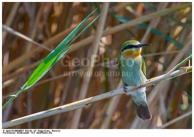 Фотография Зелёная щурка (Merops persicus) Птицы Дагестана | Фотобанк  ГеоФото/GeoPhoto | GetImages Group