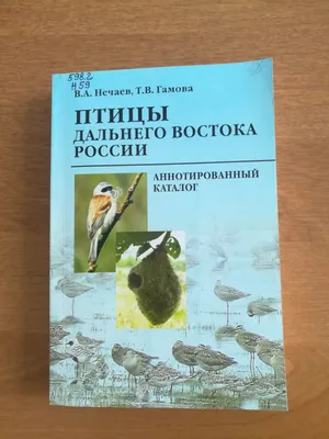 Белоплечий орлан: Крупнейшая птица Дальнего Востока и её