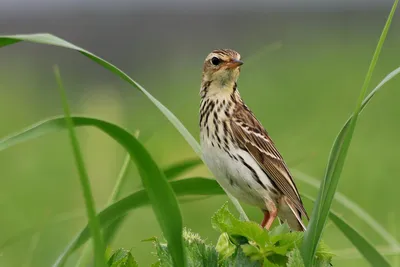 Синехвостка Tarsiger cyanurus – Птицы Дальнего Востока