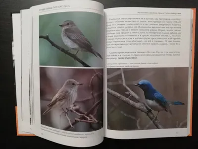 Приморье 2016 (часть 2) - Дневник наблюдений птицДневник наблюдений птиц