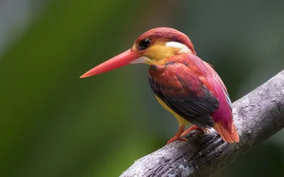 Имитация птиц, парория Доминиканская, модель из пенопласта и перьев, яркая  птица, подарок, около 17 см | AliExpress
