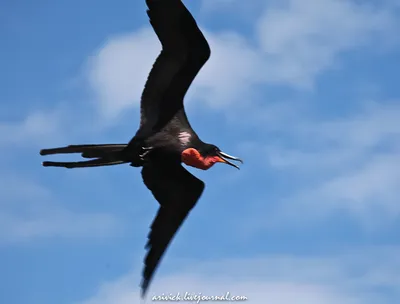 Птицы доминиканы фото фото