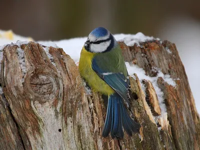 городские птицы | Wild Nature Photo