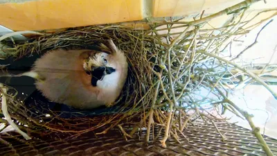 В Китае сохранили редкую птицу | ОБЩЕСТВО | АиФ Казахстан