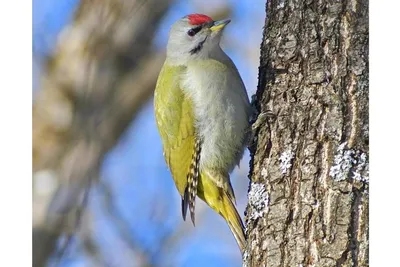 Пел соловей: в Волго-Ахтубинской пойме идет подсчет певчих птиц