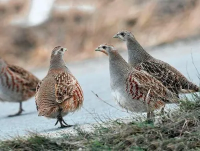 В Красную книгу Ростовской области занесено 58 видов птиц