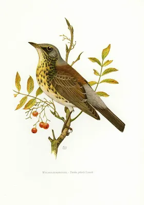 Дрозд-рябинник (Turdus pilaris). Фото на сайте \"Грибы: информация и  фотографии\"