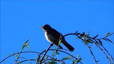 Фотокаталог птиц: Дрозд-рябинник (Turdus pilaris)