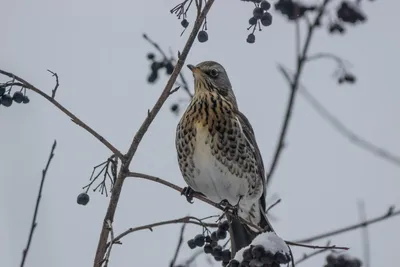 Дрозд-рябинник (Turdus pilaris)