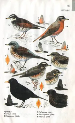 Дрозд-рябинник Turdus pilaris Fieldfare