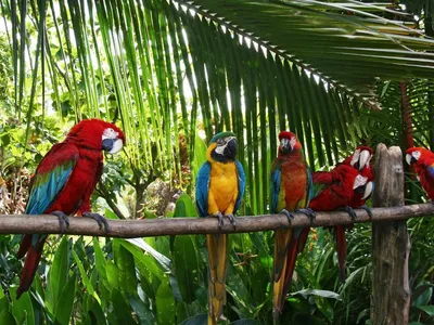 птицы-юкатаны в тропических джунглях Стоковое Изображение - изображение  насчитывающей кукушк, бобра: 282046255