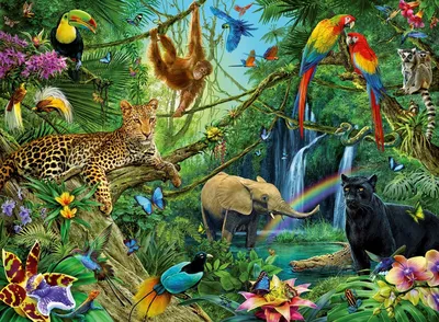 Птицы джунглей - красивые фото