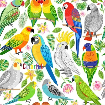 Птицы джунглей - картинки и фото poknok.art