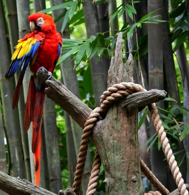 Фотографии экзотических птиц, обитающих в бразильских джунглях - Жизнь -  театр - медиаплатформа МирТесен | Exotic birds, Beautiful birds, Animals  beautiful