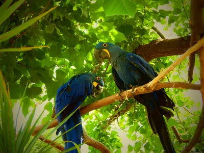 Птицы Амазонских джунглей тукан …» — создано в Шедевруме