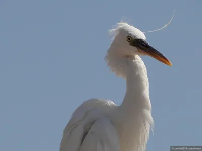 Птицы 2021 · NaturaLista Colombia