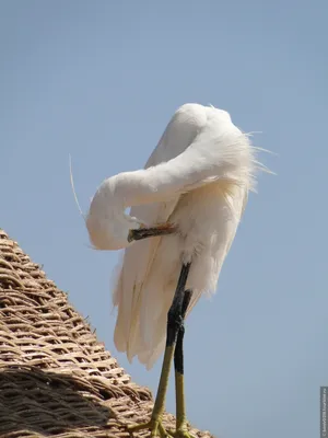 Птицы Египта. Малая цапля.» — фотоальбом пользователя boniv0518 на  Туристер.Ру
