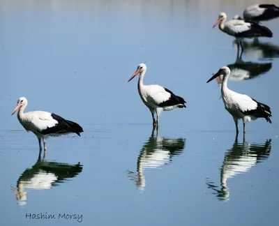 Белые птицы в египте (43 фото) - красивые фото и картинки pofoto.club