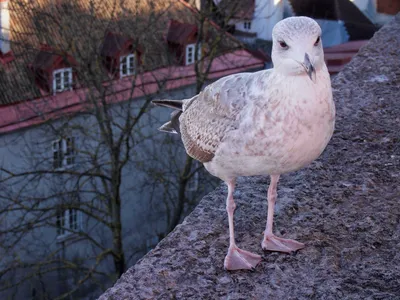 Nature Зимующие птицы Эстонии