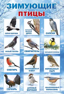 Началась перепись зимующих в Эстонии птиц | Эстония | ERR