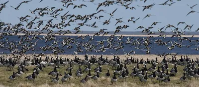Читатели ERR поделились фотографиями прилетевших в Эстонию птиц | STENA.ee