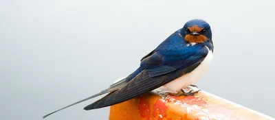Птицы Эстонии в сравнении влияния изменений климата в США и Европе |  Looduskalender