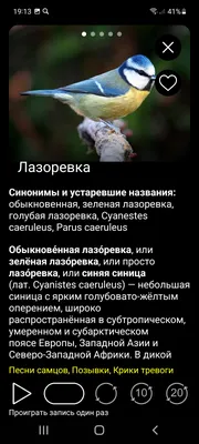 Птицы Европы PRO – скачать приложение для Android – Каталог RuStore