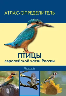 Птицы — купить книги на русском языке в DomKnigi в Европе