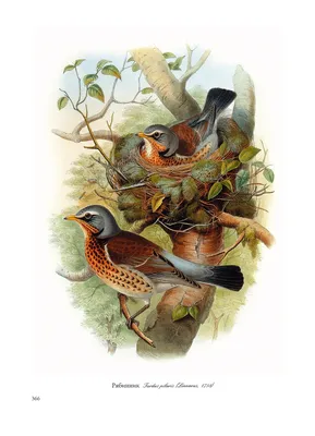 23 Птицы Европы (I) Gould John 1837 / The birds of Europe (vol I) вy Gould,  John 1837 | Birds, Bird art, Illustration art