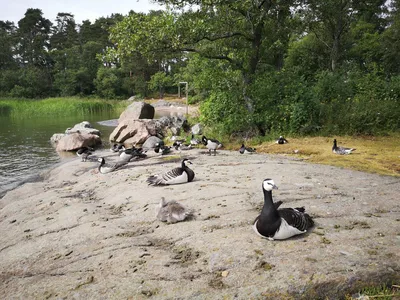 Галка попала в черный список птиц Финляндии | Yle