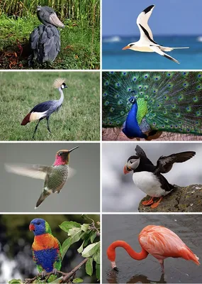 11 птиц с суперспособностями - Телеканал «О!»