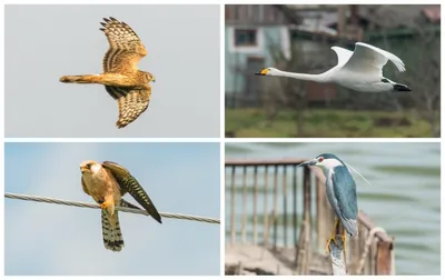 10 редких птиц удивительной красоты: фото | OBOZ.UA