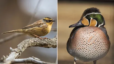 Ученые выяснили, почему городские птицы начали петь и по ночам
