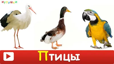 13 птиц, которые обитают только в России - Узнай Россию