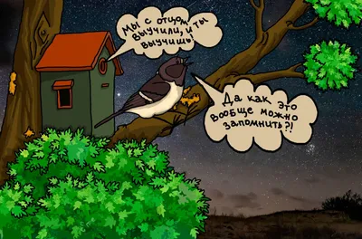 Зимующие птицы Москвы и Подмосковья: как и чем можно их кормить - Советы -  РИАМО в Люберцах