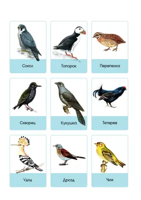 Самые распространенные птицы Москвы - Агентство городских новостей «Москва»  - информационное агентство