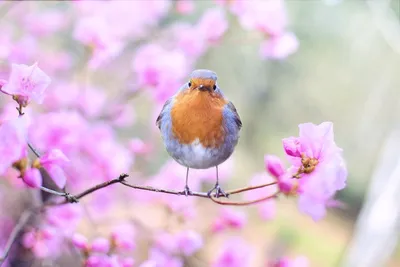 Птицы Германии: замечательные фотографии Анке Кнайфель. | Птицы,  Фотографии, Анко