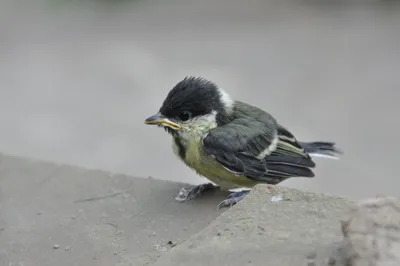 Почему зимующие птицы в Сочи не нуждаются в подкормке?