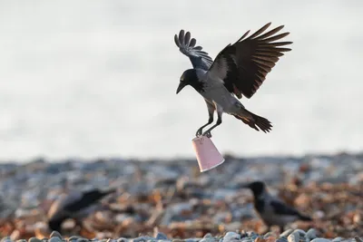 Новость: В горах Сочи наблюдают за осенней миграцией птиц