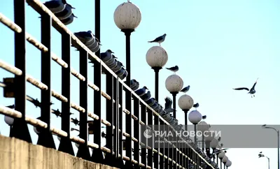 Диаграмма птицы Феникса в парке города Сочи Редакционное Фотография -  изображение насчитывающей небо, парк: 132166122